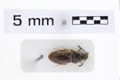 Foto (Dorsalansicht) von Hypnoidus audryae (NHMW-ZOO-COL-0007412)